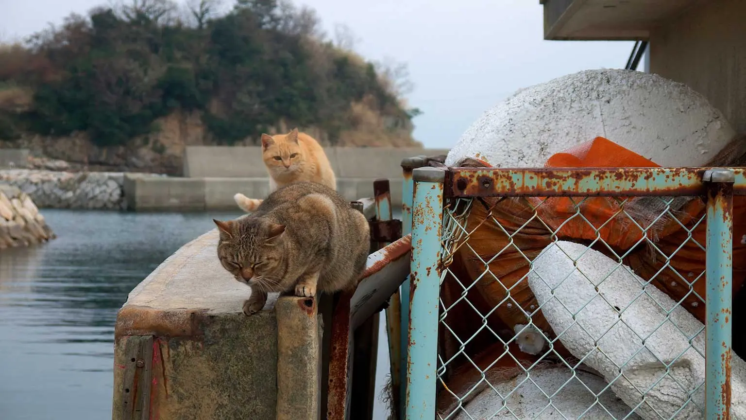 gatos en japón