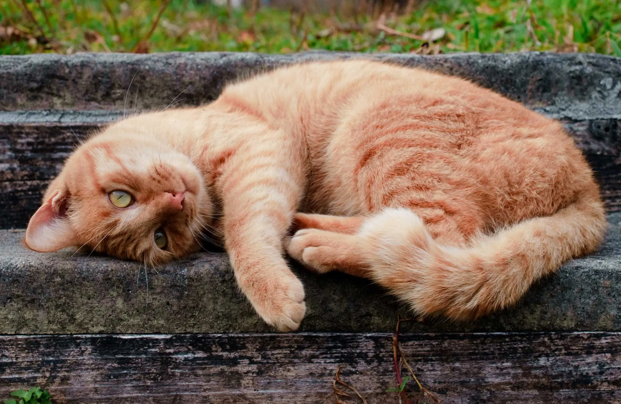 gato en japón